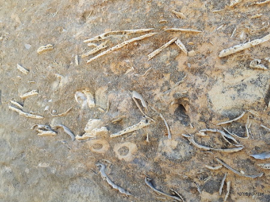 מאובנים בחוף החלון הכחול